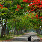 溪州鄉綠筍路鳳凰花隧道