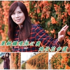 銅鑼炮仗花步道