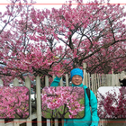 陽明山櫻花季/平菁街42巷