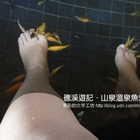 山泉溫泉魚SPA