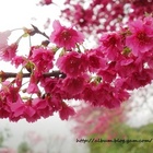 宜蘭大同鄉賞櫻