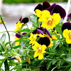 立康中草藥產業文化館