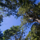 馬告生態公園棲蘭神木園區