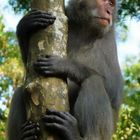 二水台灣獮猴區