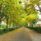 屏東榮譽國民之家