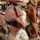 仙菇休閒教育農場 旭嶺農場