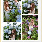 陽明山高家繡球花田