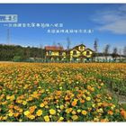 大溪萬壽菊花田