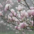 新北淡水楓樹湖古道