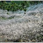 水里永興坪林聚落