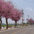 雲林土庫櫻花大道