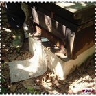 三奇蜜蜂生態農場