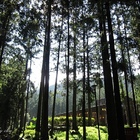 溪頭青年活動中心