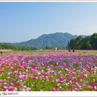 大溪波斯菊花海