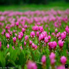 彰化田中薑荷花田