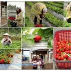 鳳林親親草莓園