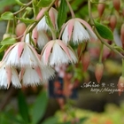 樹之王綠化植物開發股份有限公司