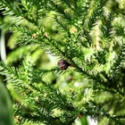 台大山地農場(梅峰)