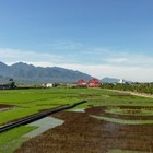 玉里100．熊讚~稻田彩繪