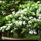 [桃園龍潭]石管局大草坪流蘇花