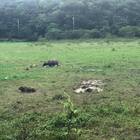 牡丹旭海滿州港仔