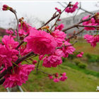 崴立機電賞櫻景點