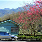 萬大電廠賞櫻