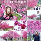 2014后里櫻花季