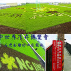 台中石虎彩繪稻田