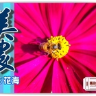 2015美濃花海