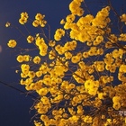 芬園黃花風鈴木