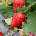 賴翁翁的草莓約定