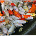 牛伯伯蝴蝶生態園區