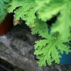 尼克的香草花園