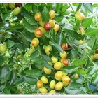 苗栗公館紅棗季