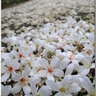 林口油桐花地毯