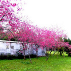 新社種苗改良繁殖場