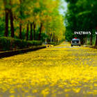 台南高鐵特定區阿勃勒花海