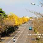 溪州黃金風鈴木