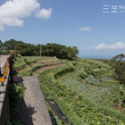 阿石伯的睡蓮花田