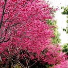雲林古坑湖光山舍