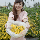 有機杭菊花海田
