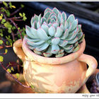 綠果庭園Green Life(Green Life)