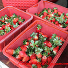 冬之戀高架草莓田園