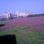 國立高雄大學對面的花海