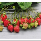 弘維觀光草莓園