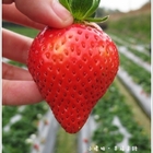 帆禾草莓園