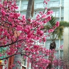 合庫台中分行櫻花海