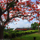 造橋鐵道鳳凰花