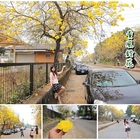 嘉義中埔農會黃風鈴花